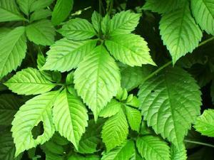 20110704103536752_6453.jpg